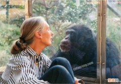 比利时女子与黑猩猩相爱,动物园为何禁止她继续探望？