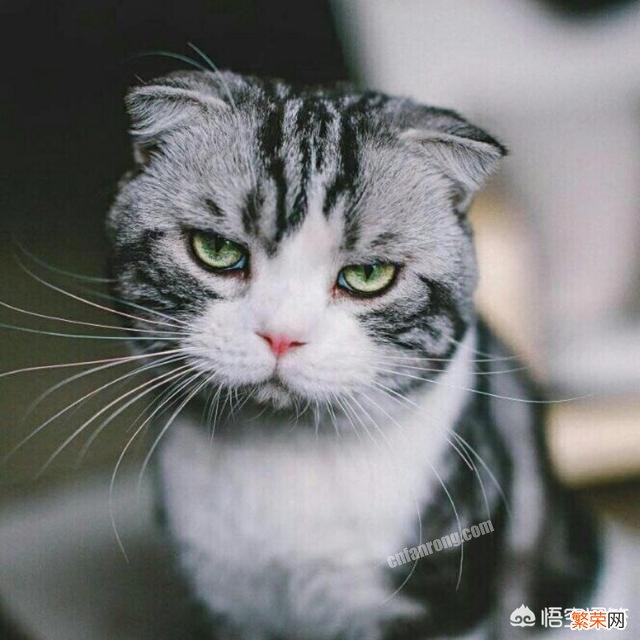 为什么宠物猫跑出去了很难找回来？