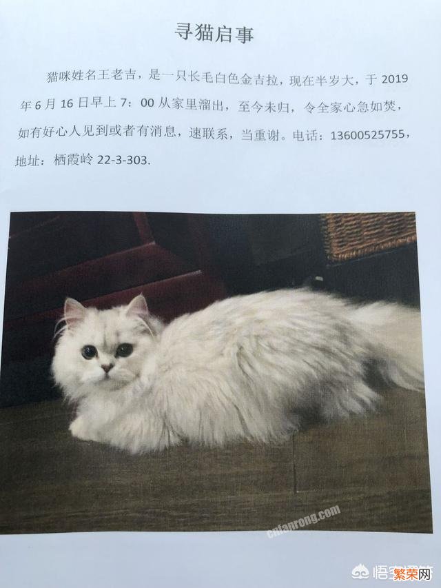 为什么宠物猫跑出去了很难找回来？