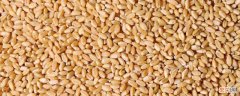小麦蛋白质含量是多少 小麦蛋白质含量是多少算合格