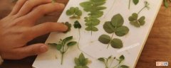 如何做植物标本 植物标本制作