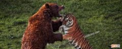 老虎打得过棕熊吗 知乎 老虎打得过棕熊吗