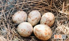 鸟蛋凉多久不能孵了 鸟蛋多久能孵
