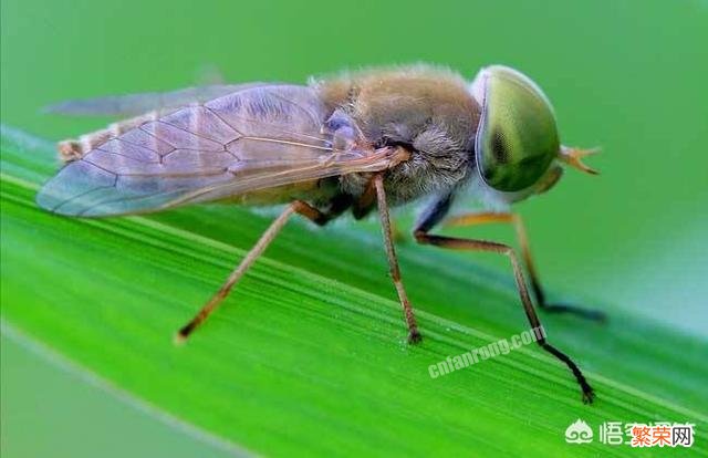 夏天时蚊子喜欢叮咬人,但是牛虻也喜欢叮咬人,你被它叮咬过吗？知道它有什么危害吗？
