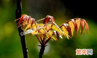 香椿树怎么剪枝 注意这几点植株才会生长旺盛