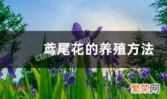 鸢尾花怎么养殖方法图解 鸢尾花怎么养殖方法