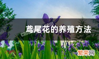 鸢尾花怎么养殖方法图解 鸢尾花怎么养殖方法