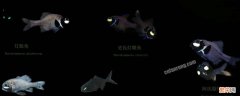 海洋中什么会发光的生物? 海洋中什么会发光的生物