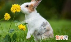 关于兔子的网名可爱 可爱兔子网名