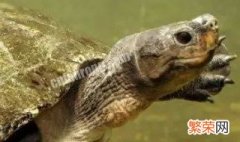 亚洲巨龟能长到多大 亚洲巨龟正常情况能长到多大