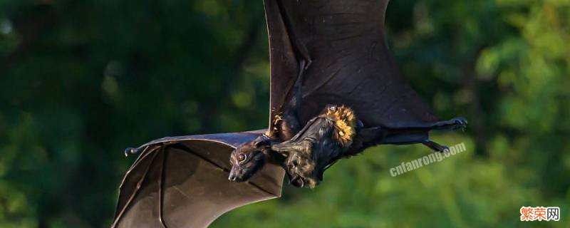 蝙蝠几天不吃会饿死 蝙蝠几个月不吃东西能饿死吗