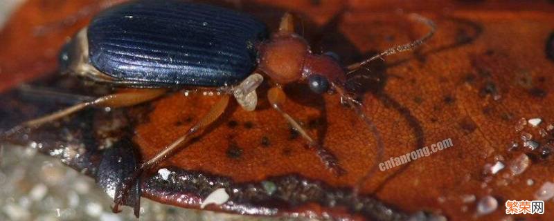 金步甲的外形昆虫记 金步甲的外形