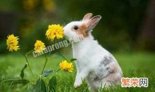 小兔子出生多久吃草 小兔子出生多久吃草呢