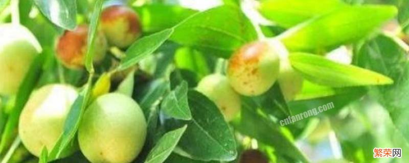 枣子里面有白色虫是蛆吗 枣子里面生蛆