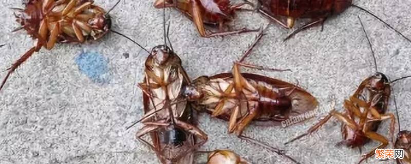 用什么办法灭蟑螂可以根除 什么办法可以消除蟑螂