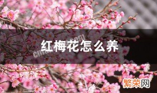 养红梅花的小妙招 养红梅花的小妙招视频