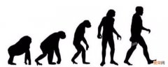 人类进化过程中最显著的变化是 人类进化过程