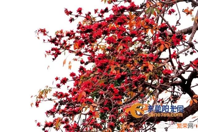 广州市花为什么是木棉？