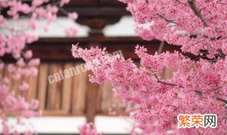 樱花树怎么修剪方法 樱花树怎么修剪方法视频