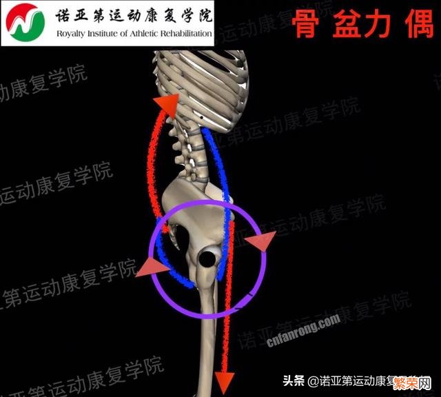 骨盆前倾练什么健身器械？