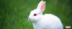 兔子是啮齿动物吗 兔子是啮齿动物吗?