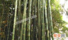 龙竹的养殖方法和技术 龙竹的养殖方法