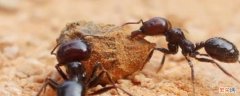 蚂蚁被水淹多久不会死 蚂蚁会被淹死吗