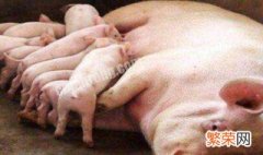 母猪养殖方法 母猪养殖方法视频