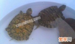 巴西龟的养殖方法 巴西龟的养殖方法和注意事项l