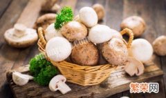 水培蘑菇的养殖方法 蘑菇的养殖方法