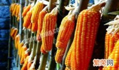 中农赛博的玉米品种 中农赛博的玉米品种哪个好