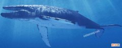 比蓝鲸还大的生物 比蓝鲸还大的生物是什么