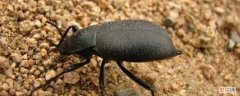 拟步甲虫怎么消灭 拟步甲虫怎么进屋的