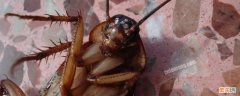 蟑螂的繁殖方法 蟑螂的繁殖方式