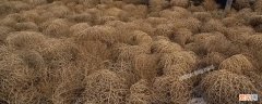 风滚草在中国什么地方有 风滚草是中国原生植物吗