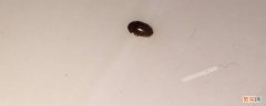 芝麻大小褐色的小虫子会飞 芝麻大小褐色的小虫子