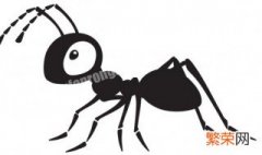 家里蚂蚁多怎么办?只需简单一招 家里蚂蚁多怎么办