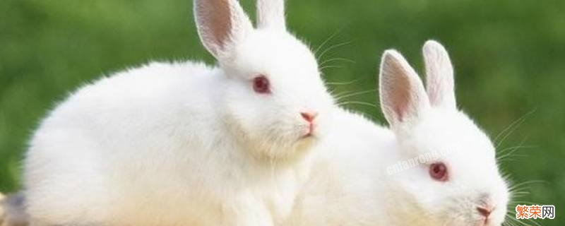 兔子可以吃吗 兔子可以吃米饭吗