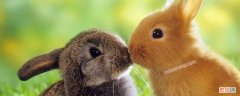 兔子是啮齿类动物吗 兔子是啮齿类动物嘛