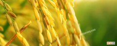 稻谷几月份收割 收割水稻几月份