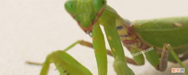 螳螂能抓住蚊子和苍蝇吗? 螳螂吃苍蝇和蚊子吗