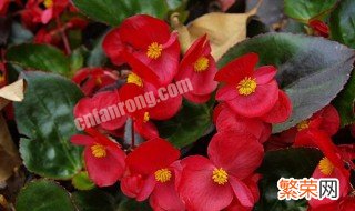 竹节海棠怎么养 这几个方法要牢记