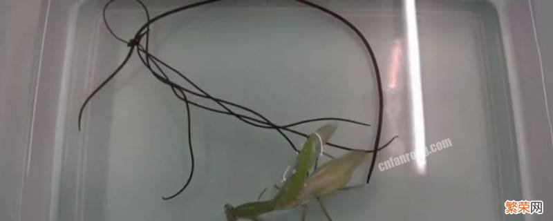 如何判断螳螂是否感染铁线虫 螳螂是怎么感染铁线虫