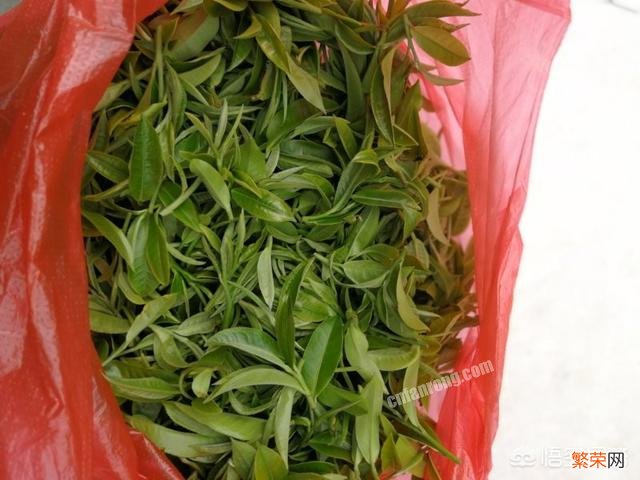 绿茶分别指的是什么茶？