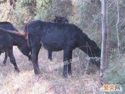 在农村养殖什么或者种植什么,能有比较好的前景？