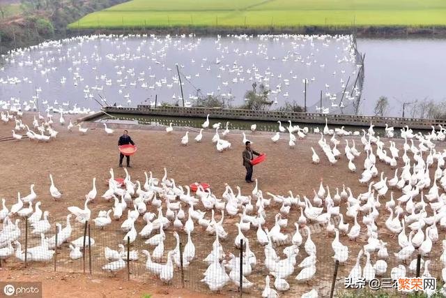 五年内,农民养殖什么容易赚钱？哪些养殖项目有前景？