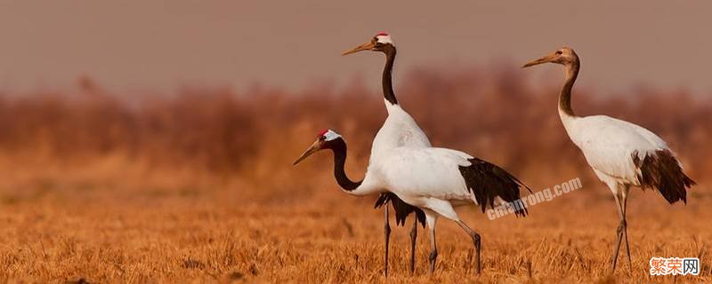 黑龙江自然保护区保护的是什么动物 黑龙江保护区第一保护什么动物