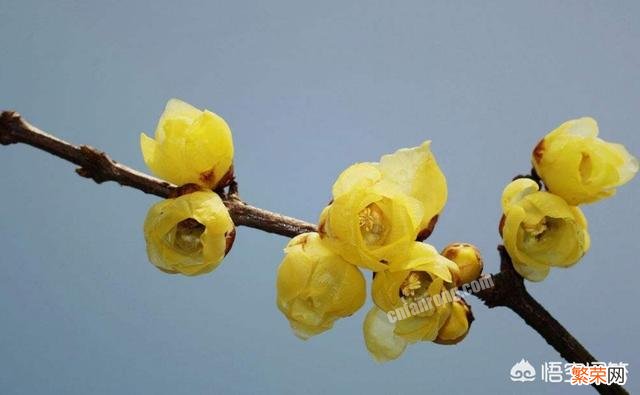 想在农村庭院种点花草,哪一种植物开花时间最长？