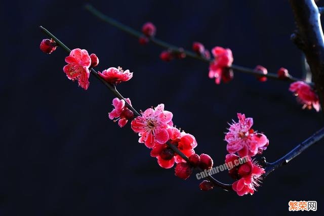 地标北京,有哪些香味浓郁、四季开花的植物推荐？