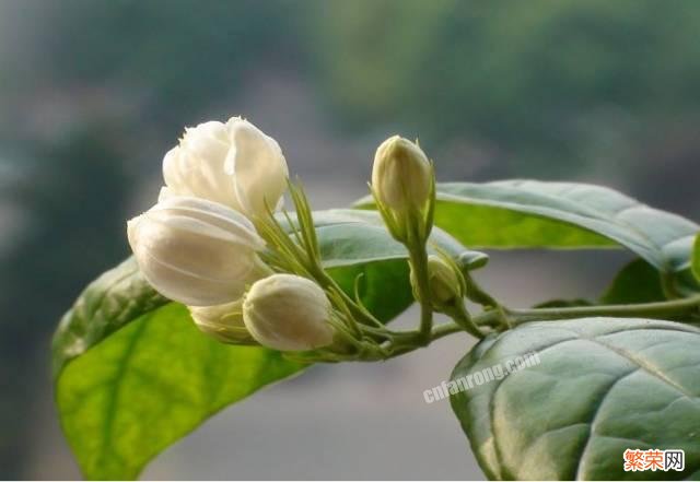 地标北京,有哪些香味浓郁、四季开花的植物推荐？
